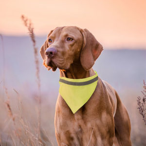 Collier Bandana Bipols