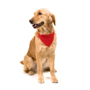 Collier Bandana Roco